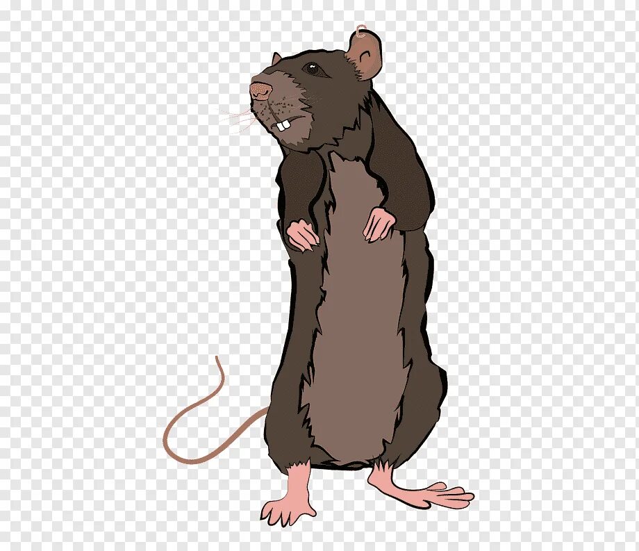 Мышь рост. Крыса короста рисунок. Крыса мультяшная. Рисовать крысу. Нарисовать крысу.