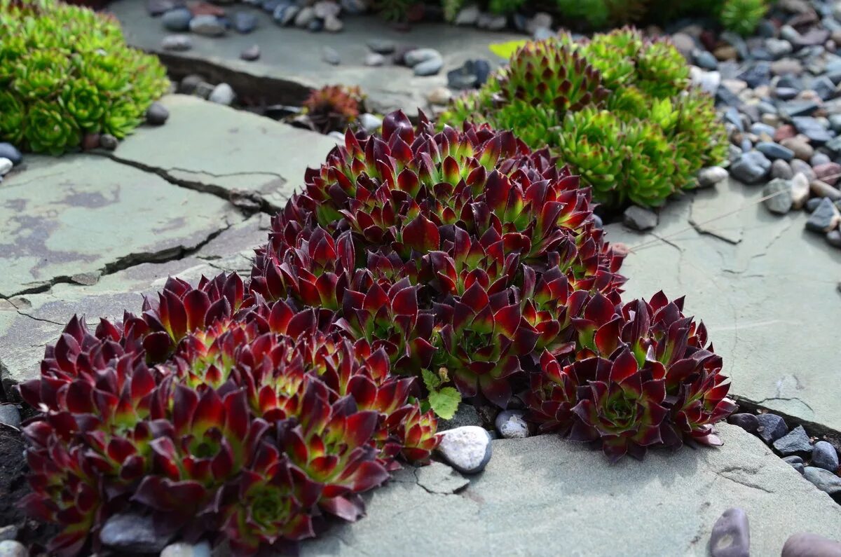 Молодило выращивание. Молодило живучка. Альпийская живучка Sempervivum. Молодило marmoreum Brunneifolium.