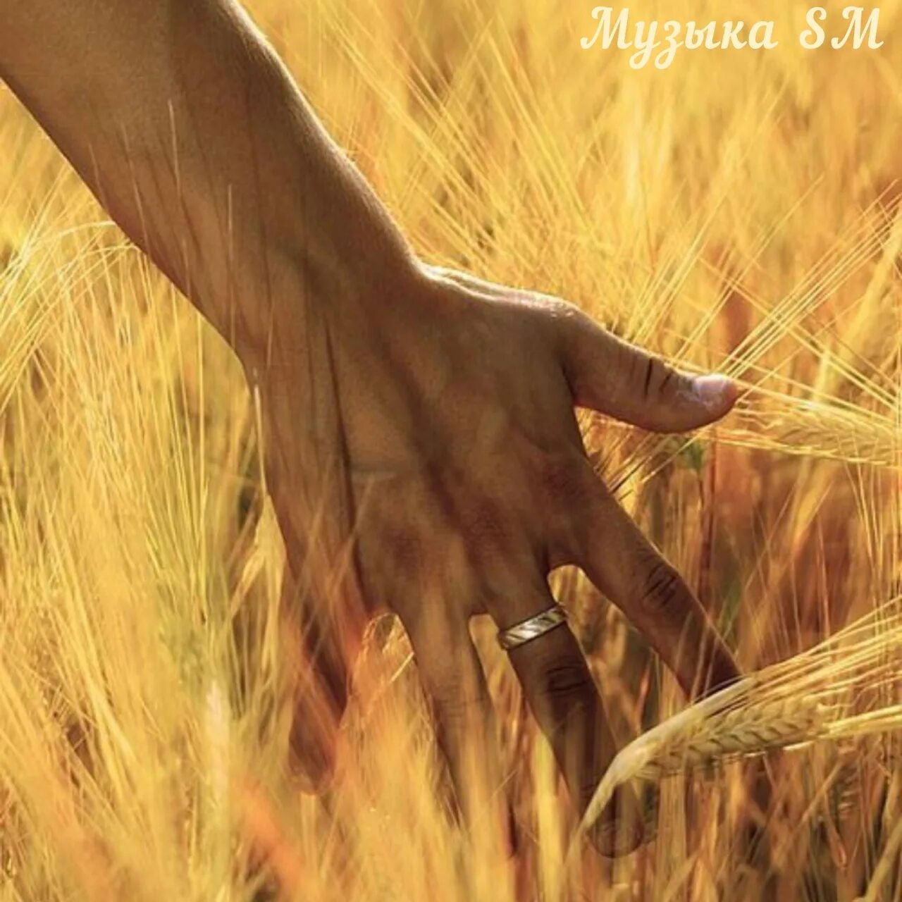 Рукой по траве. Руки в траве эстетика. В поле руки к небу. Мужчина в поле. Рука в поле.