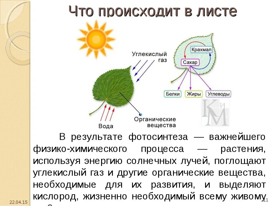 Листья гипотеза