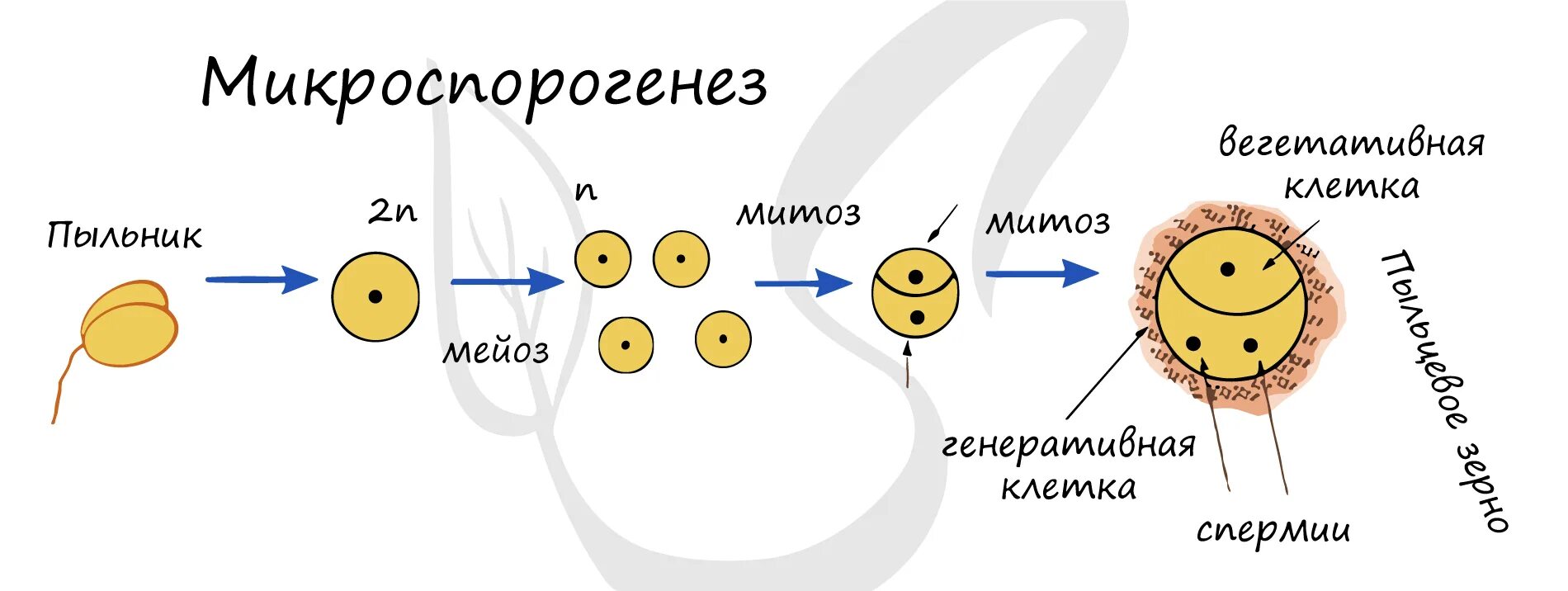 Схема микроспорогенеза у растений. Схема микроспорогенеза и микрогаметогенеза у цветковых растений. Спорогенез у растений схема. Спорогенез и гаметогенез. Образование гаплоидной макроспоры мейоз образование восьмиядерного