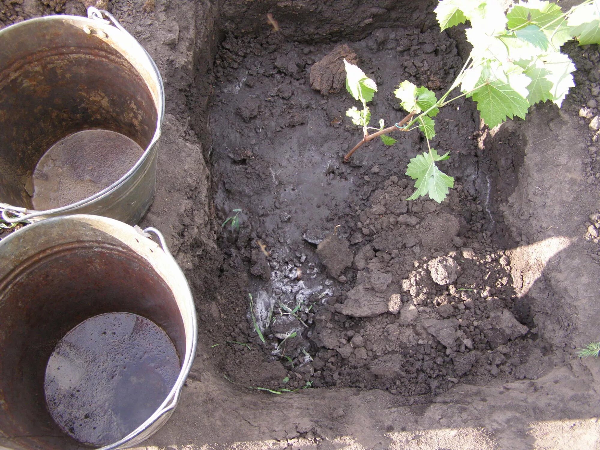 Можно ли пересадить взрослый виноград. Высаживание винограда. Подготовка посадочной ямы виноградника. Весенняя посадка винограда. Яма под виноград.