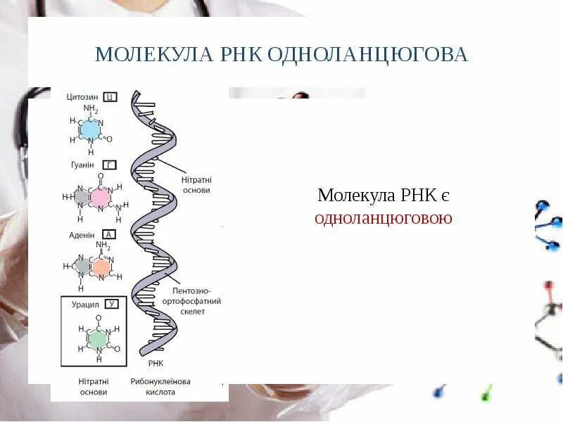 Молекула РНК. РНК расшифровка. Самая длинная молекула РНК. Размер молекулы РНК.