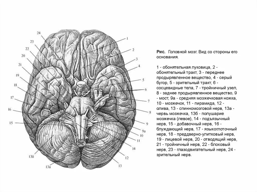 Головной мозг вид сбоку. Головной мозг вид спереди строение. Основание головного мозга анатомия. Заднее продырявленное вещество анатомия. Мозг снизу