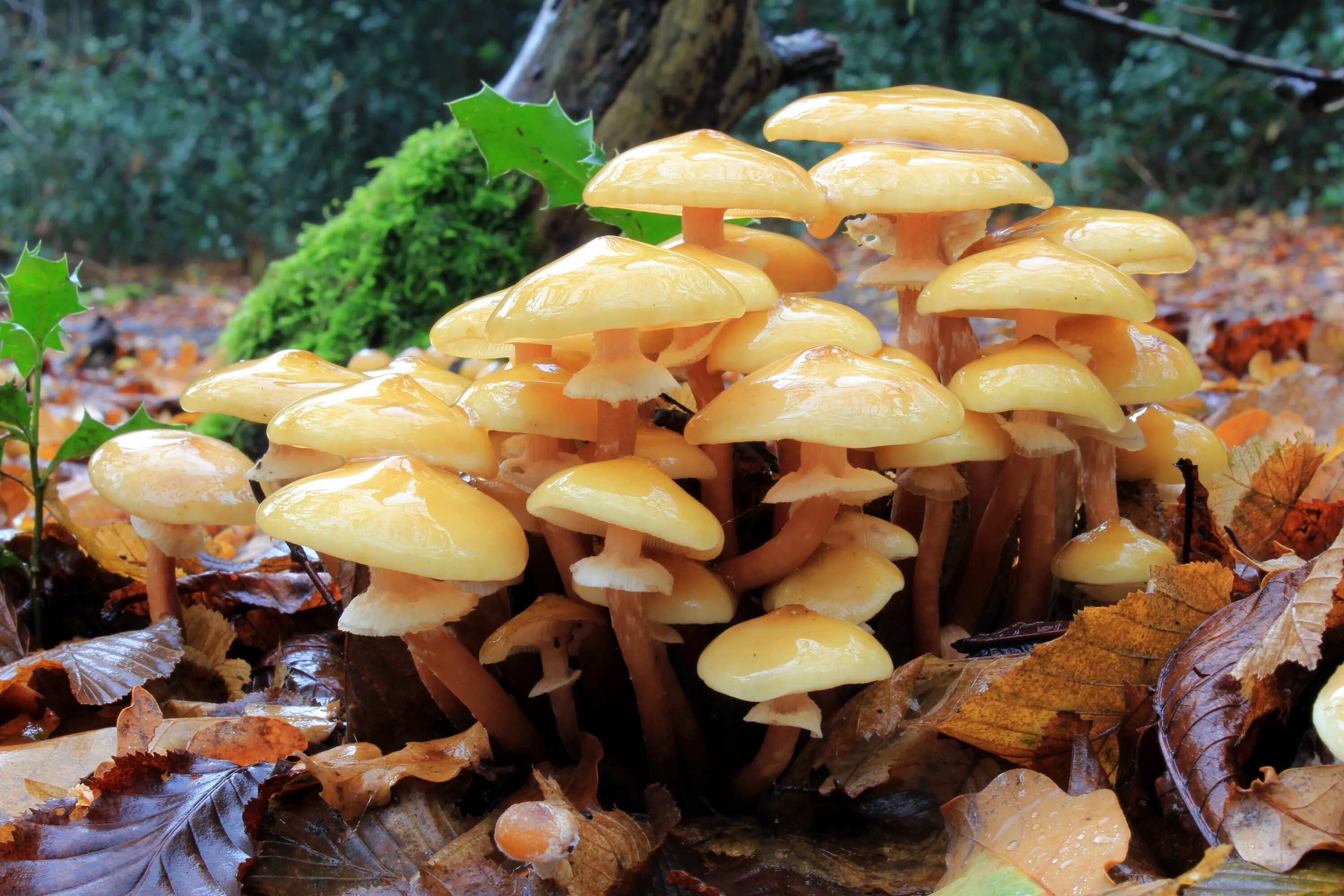 Опёнок осенний медовый (Armillaria mellea). Медовые грибы Armillaria mellea. Грибы опёнок ссыхающийся. Опенок темный Armillaria ostoyae.