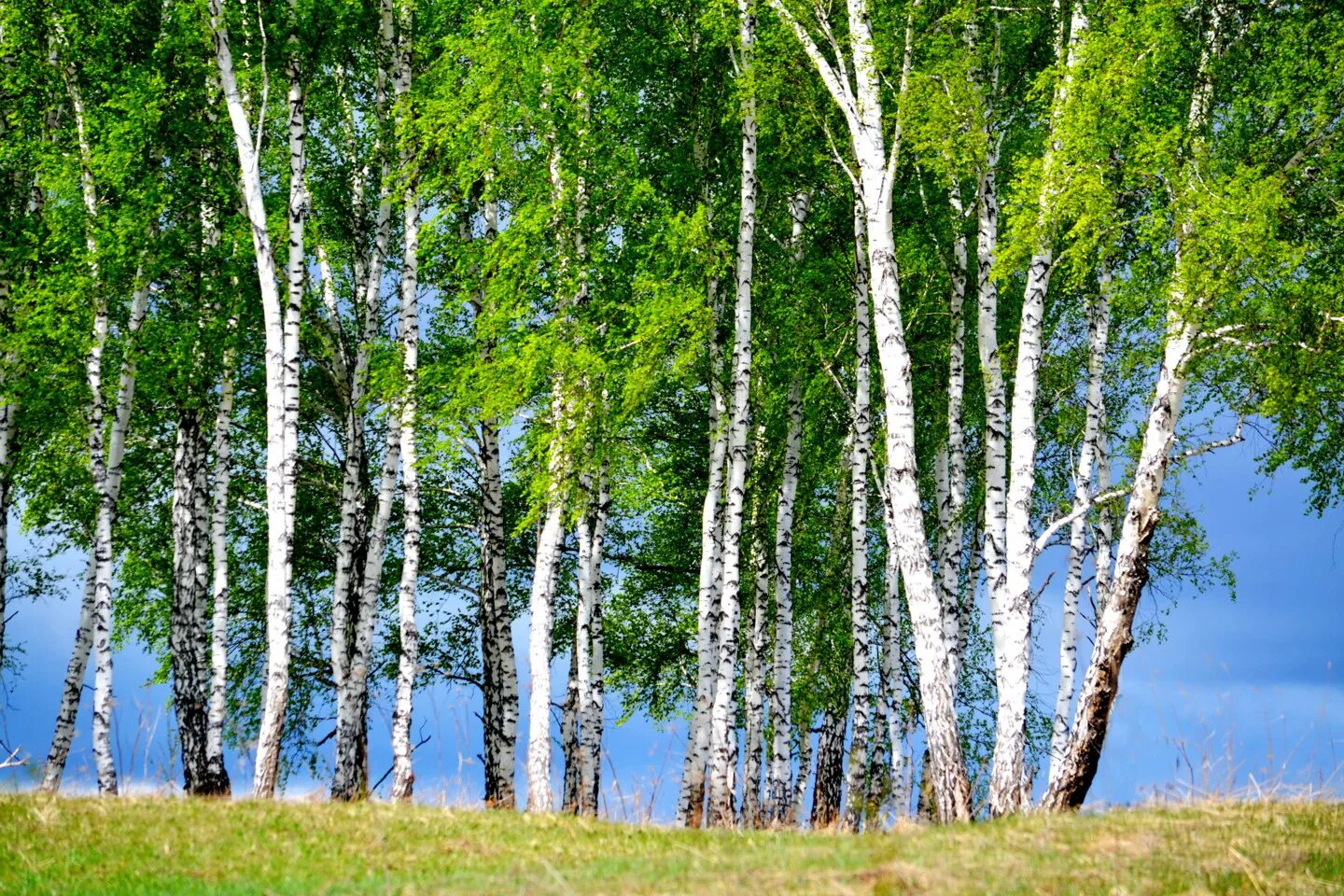 Березовый лесок. Березовая роща измайловский парк. Территории березки. Берёза повислая. Березовый лес курск.