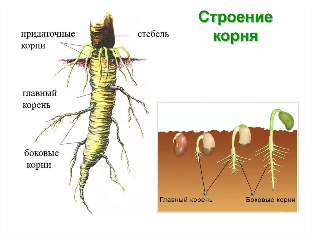 Строение корня ответ. Внешнее и внутреннее строение корня. Строение придаточного корня. Корень строение биология. Внешнее строение корня схема.