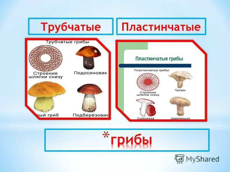 Различие трубчатых грибов. Шляпочные пластинчатые грибы несъедобные. Грибы пластинчатые и трубчатые съедобные и ядовитые. Шляпочные грибы трубчатые и пластинчатые. Шляпочные трубчатые съедобные грибы.