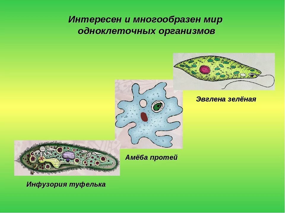 Функция клетки у одноклеточных