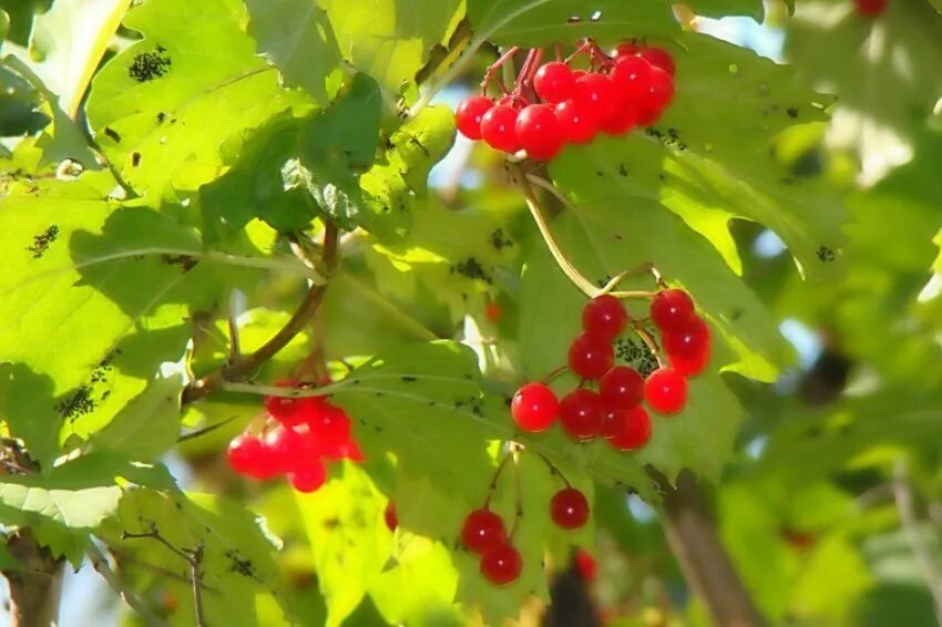 Левченко музичне джерельце. Кондрашина нина ансамбль калина. Калина красная девушка. Картина девушка с рябиной. Косилово ансамбль „радовесть“.