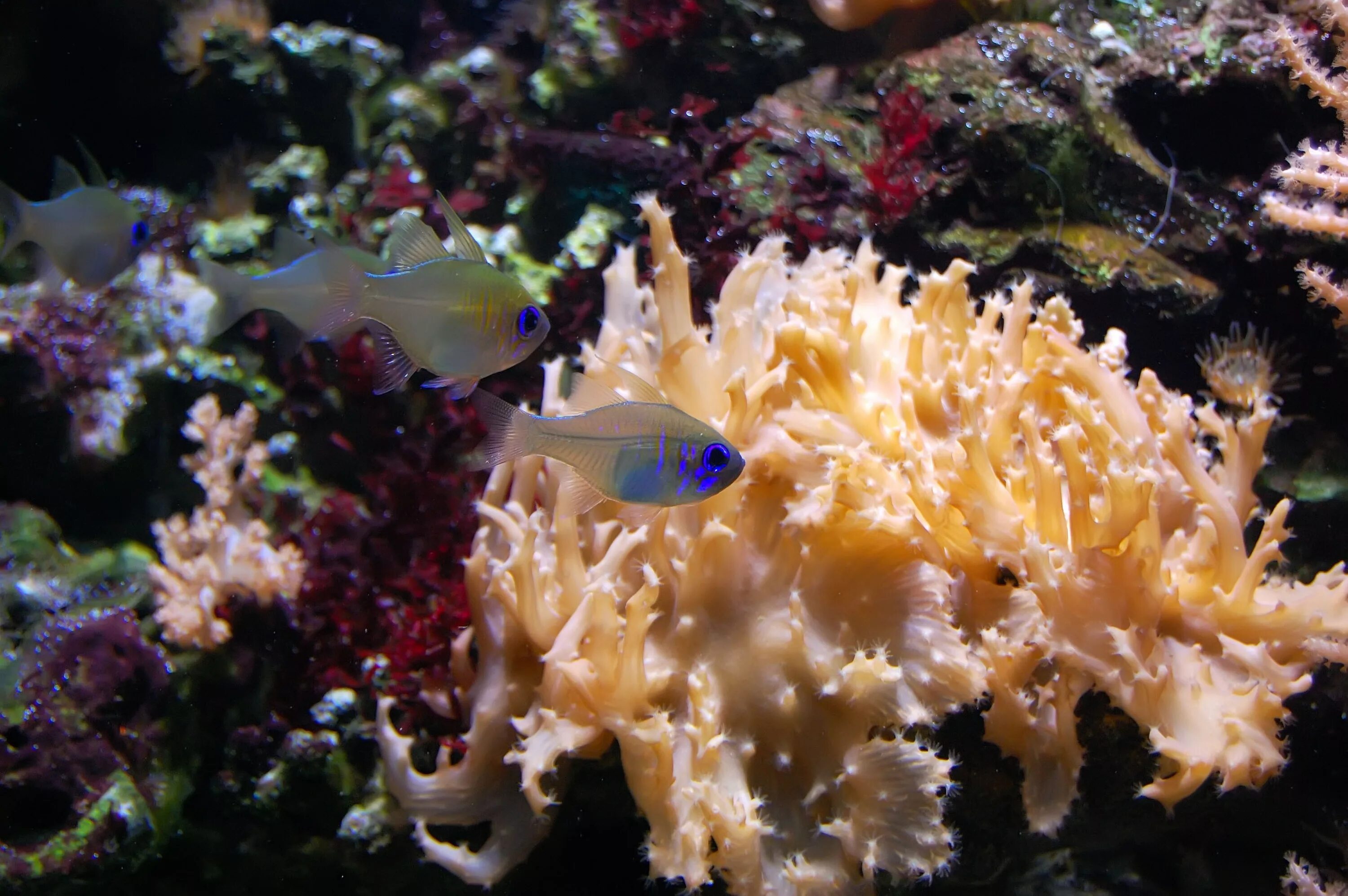 Живые организмы в аквариуме. Коралловые гребешки. Синий коралл. Коралловые гребешки в природе. Кораллы фото.