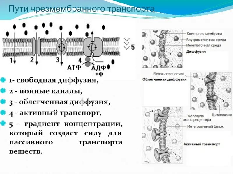 Активный мембранный транспорт. Что такое активный, пассивный транспорт через клеточную мембрану?. Активный и пассивный транспорт ионов через мембрану. Транспорт через мембрану клетки.