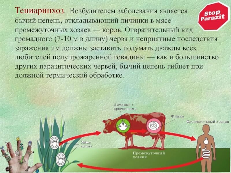 Может ли человек заразиться бычьим цепнем. Бычий цепень способы заражения. Источники заражения человека бычьим цепнем. Бычий цепень пути заражения человека. Тениаринхоз пути заражения человека.