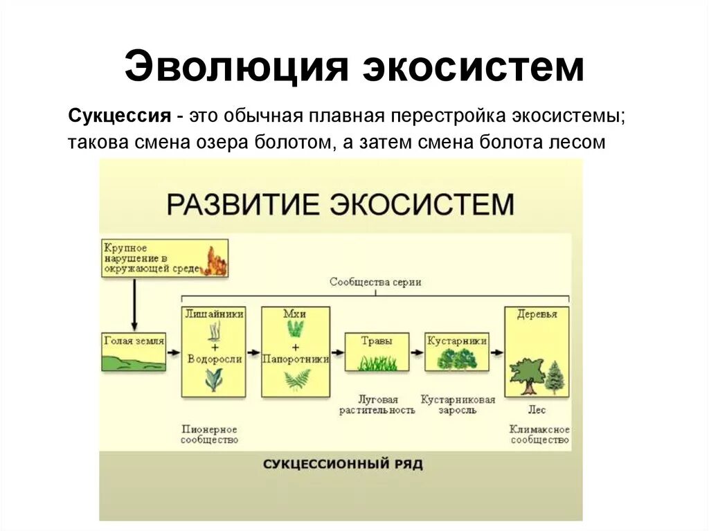 Естественная смена экосистемы примеры. Схема развития биогеоценоза. Этапы развития экосистемы. Этапы формирования экосистемы. Эволюция экосистем.