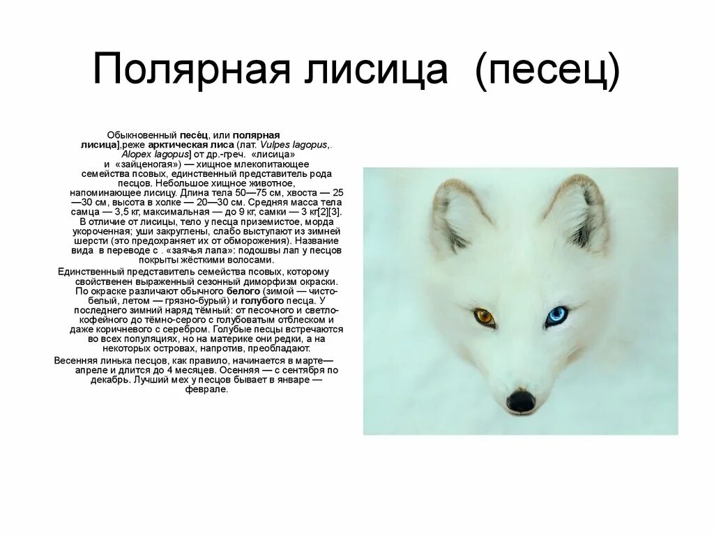 Сделайте описание лисицы обыкновенной по следующему плану. Сообщение про белую лису. Песец доклад. От кого произошла лиса. Лисы характер животного.