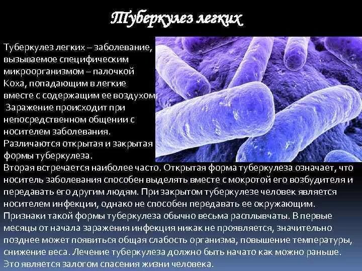 Возбудитель инфекции туберкулеза