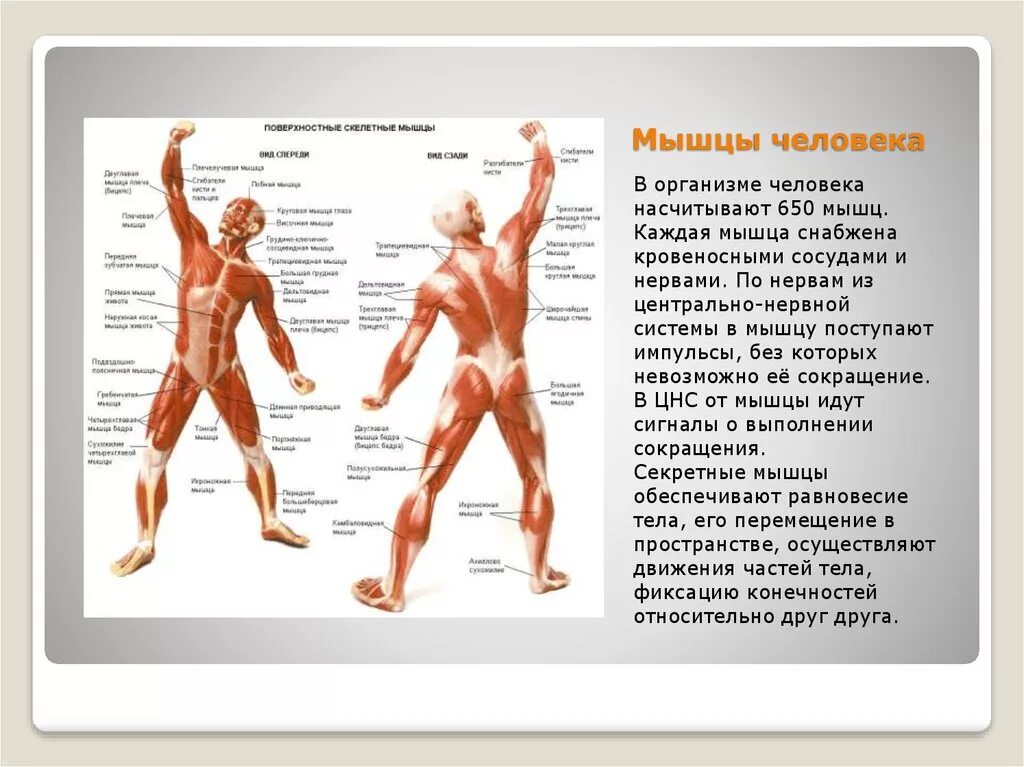 Мышцы человека. Самые основные мышцы человека. Мышцы в человеческом теле. Схема основных мышц человека.