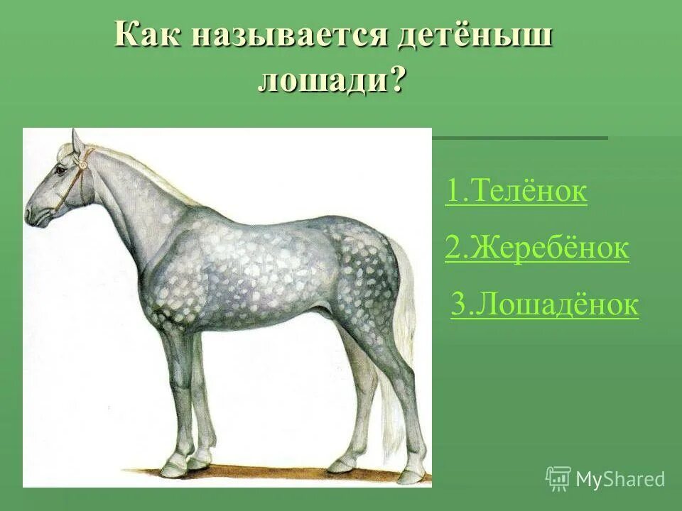 детеныш лошади как называется. детеныш лошади как называется. раскраска лошадь наклейками. земцова от слова к рассказу 2-3. теленок и жеребенок.