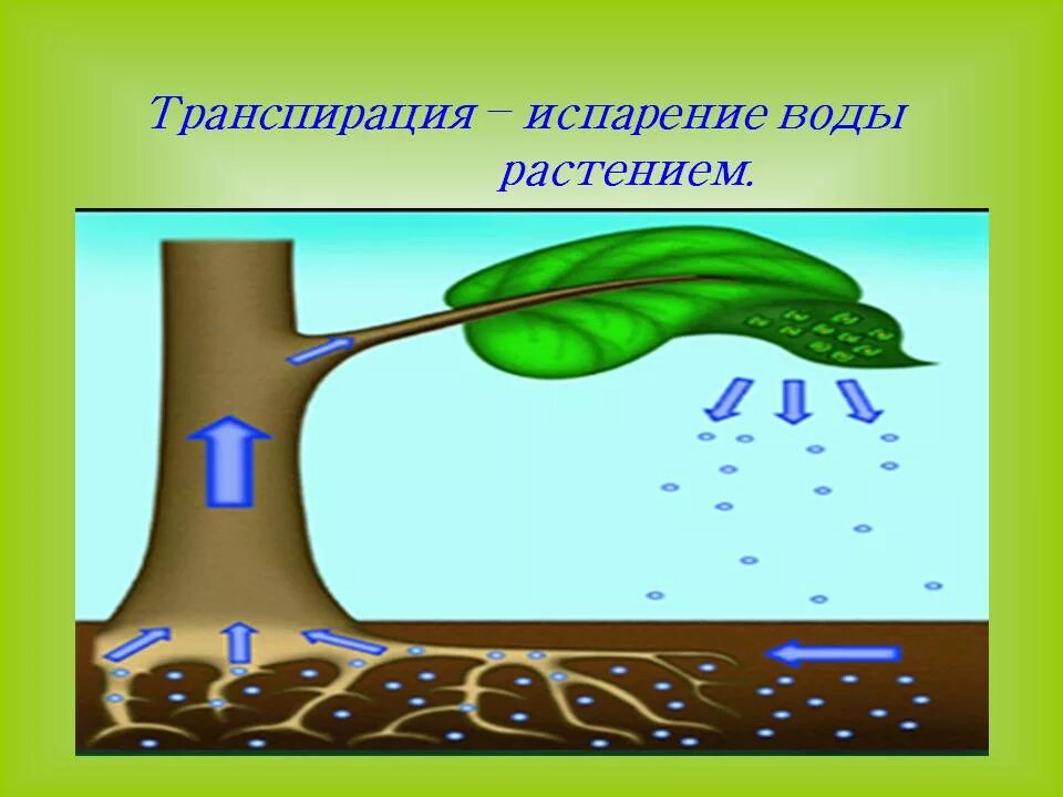Функции транспирации. Транспирация испарение воды. Функции транспирации растений. Транспирация воды у растений. Транспирация устьица.