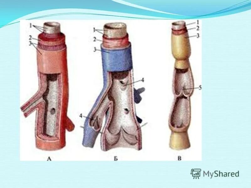 строение стенки лимфатических сосудов. строение кровеносных и лимфатических сосудов. кровеносные сосуды вена с кармановидными клапанами. лимфатические капилляры и сосуды строение стенки. строение кровеносных и лимфатических сосудов.