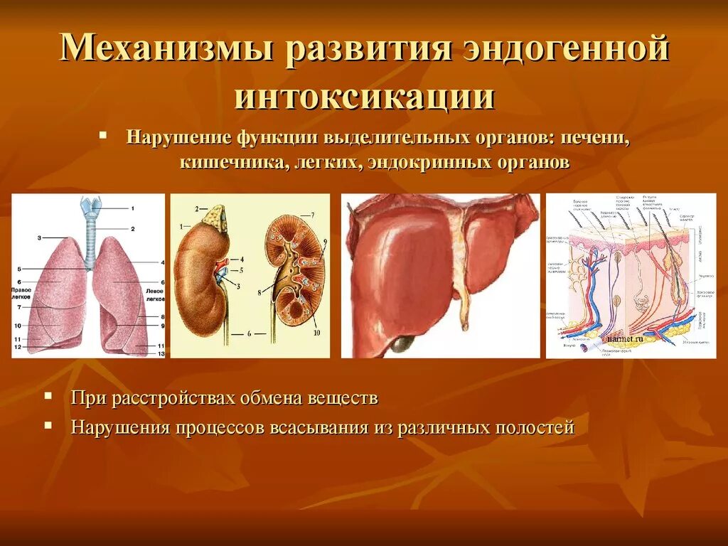 Механизм интоксикации. Механизмы развития эндогенной интоксикации. Патогенез эндогенной интоксикации. Синдром эндогенной интоксикации патогенез. Синдром хронической эндогенной интоксикации.