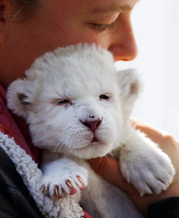 Белый Львенок. Белый Лев маленький. Малыши животных. Милый Львенок. Животное для ребенка 9 лет