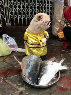Поймать хозяина