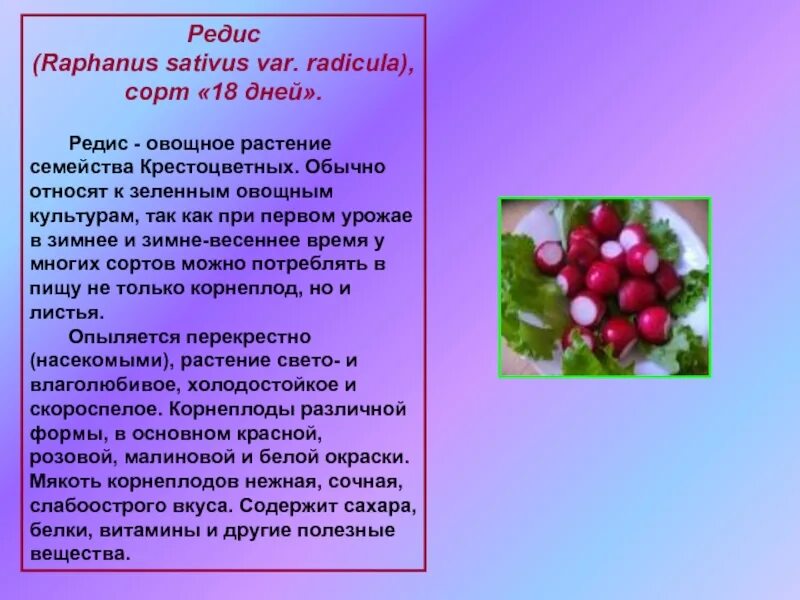 Редис сообщение. Редиска презентация. сообщение о редиске. сообщение о редисе. редис описание для детей.
