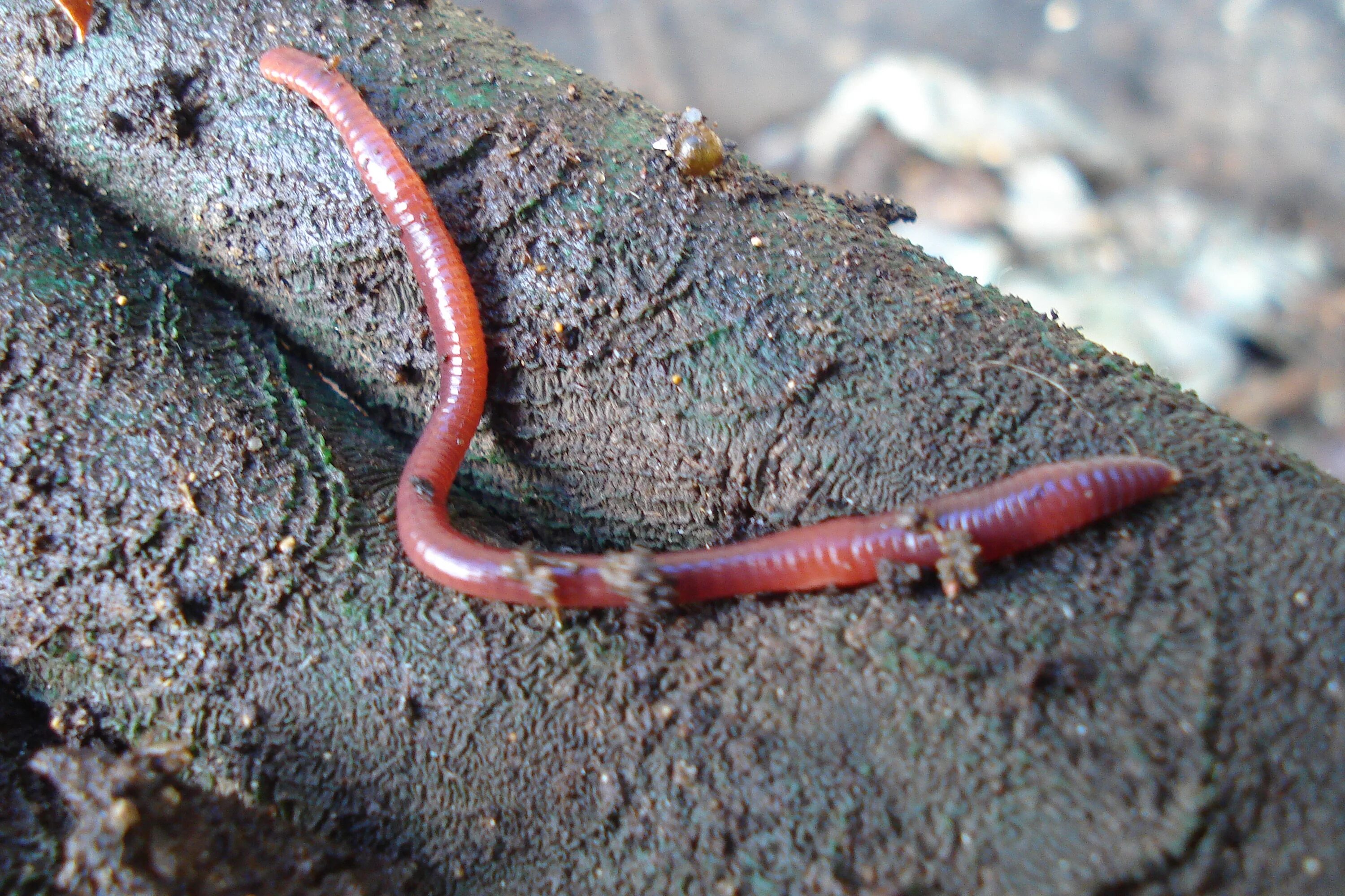Черви весной. Дождевые черви Eisenia Fetida. Кольчатые черви дождевой червь.