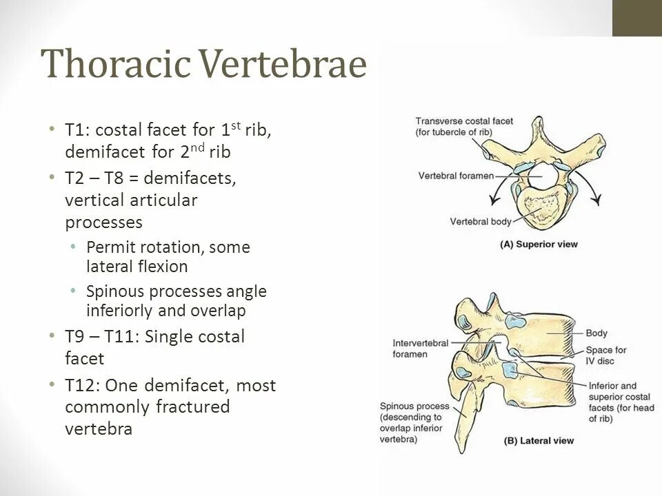 Vertebrae ударение. Vertebrae ударение. Lumbar vertebrae. Vertebrae cervicales анатомия. Fossa vertebrae.