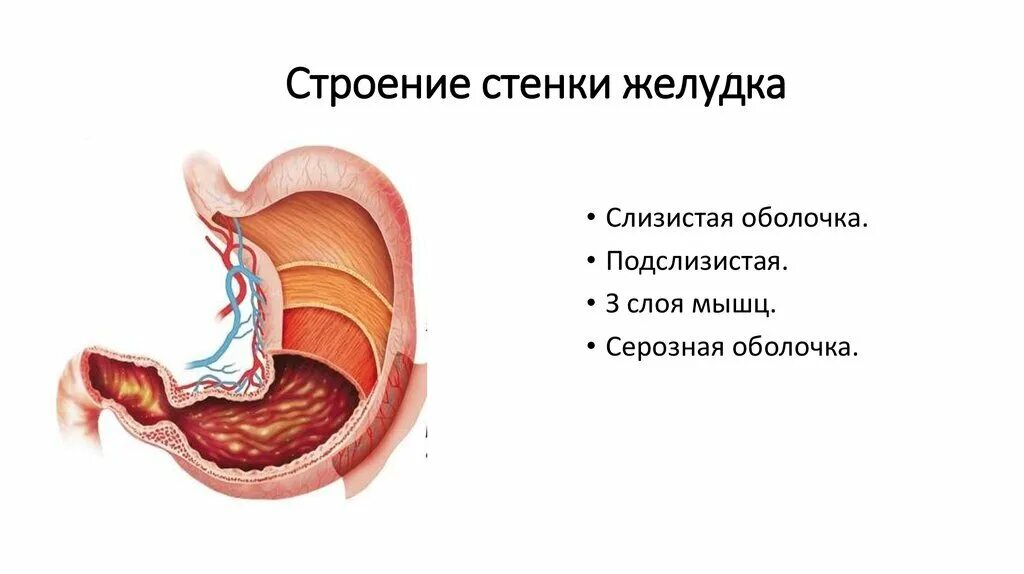 Строение стенки желудка слои. Строение желудка анатомия слои. Слизистая оболочка желудка строение. Слизистая оболочка желудка анатомия. Строение оболочки желудка