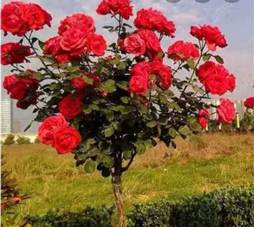 Розовые розы на дереве. Сакура штамбовая плакучая. The rose tree. Камелия древовидная. The rose tree.