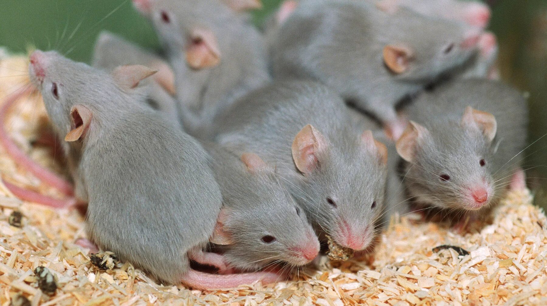 Экспериментальная мышь. Лабораторные мыши. Лабораторная крыса. Серая мышь. Много мышей.