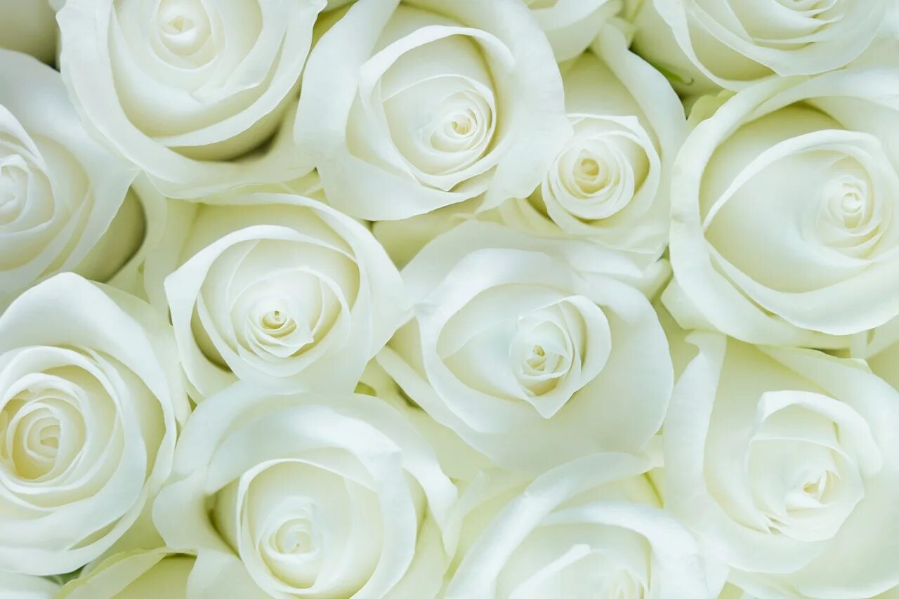 White. Белые розы. Роза на белом фоне. Белые розы на белом фоне. Белые розочки.