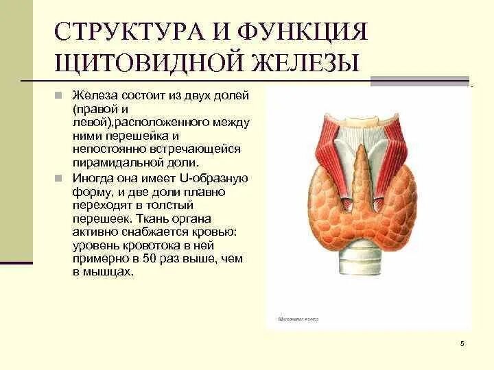 В какую систему входит щитовидная железа