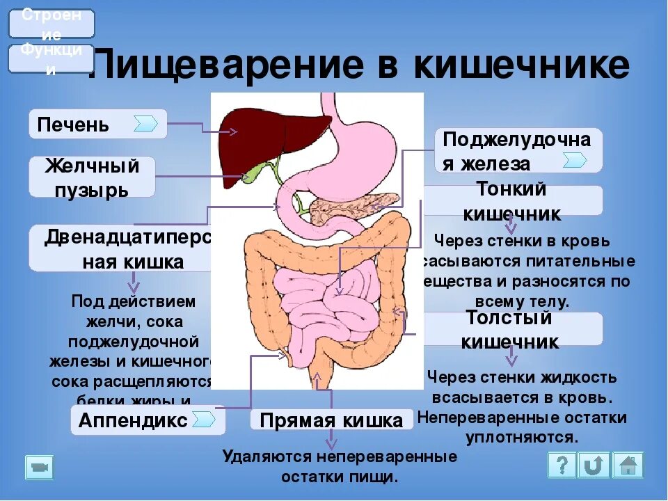 Желчь и панкреатический сок. Желчь, поступающая в кишечник. Желчь поступает в кишку. Желчный пузырь и кишечник. Поступление желчи в кишечник.