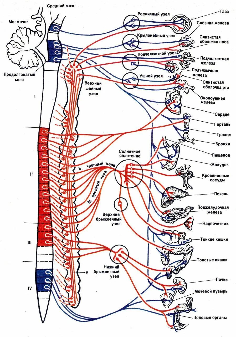 Вегетативная нервная система схема иннервации органов. Схема иннервации позвоночника сегменты. Иннервация позвоночника схема. Схема вегетативной иннервации внутренних органов.
