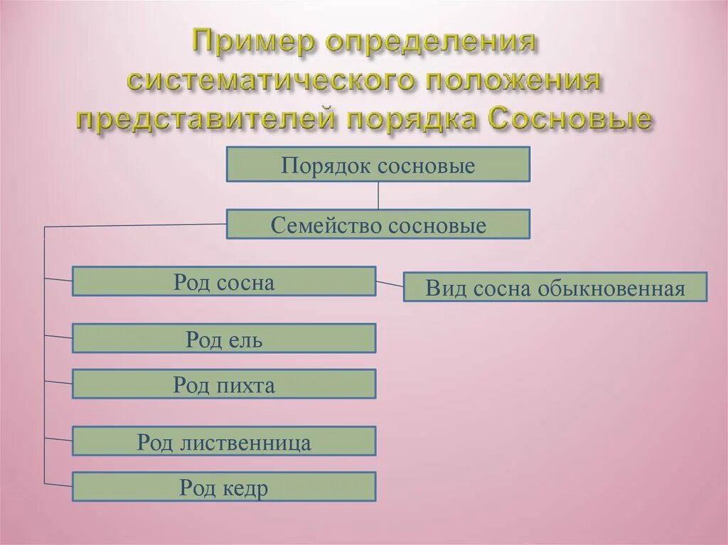 Систематическая группа сосны