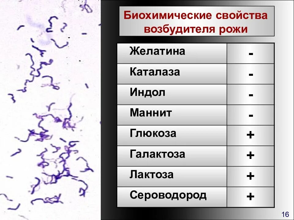 П грам