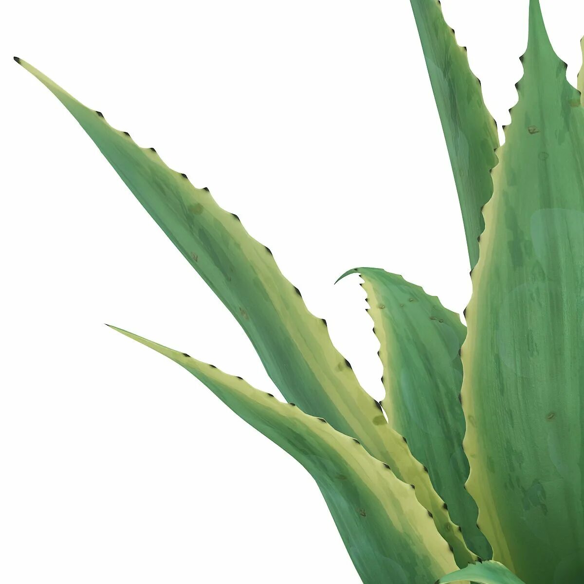 1 3 алоэ. Алоэ Пеглера. Алоэ Пеглера (Aloe peglerae). Aloe Vera модель. Aloe ветвистая.