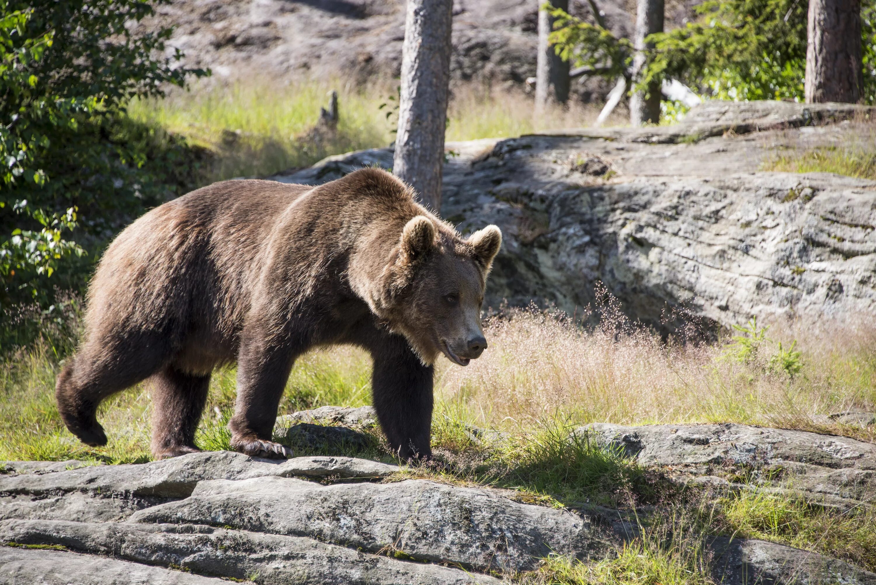 Бурый медведь (Ursus arctos). Байкало-Ленский заповедник бурый медведь. Байкало-Ленский заповедник медведь. Бурый медведь в Байкало Ленском заповеднике.