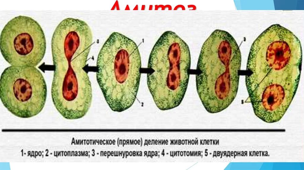 Амитоз прямое деление клетки. Деление клетки амитоз. Амитоз фазы деления клетки. Амитоз деление растительной клетки. Митоз прямое деление клеток