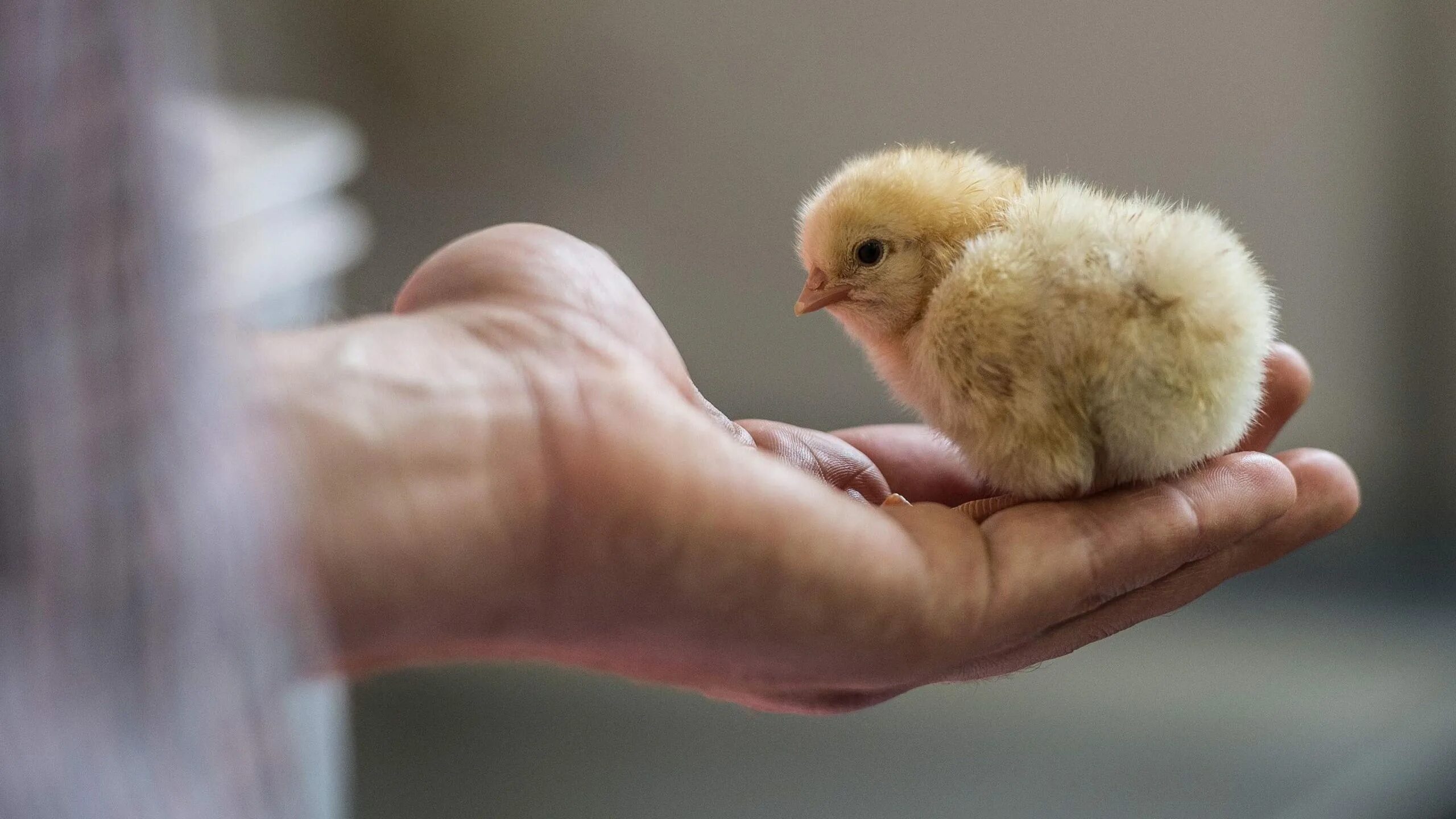 К чему снятся цыплята женщине живые маленькие. Цыпленок. Цыпленок в руках. Маленькие цыплята.