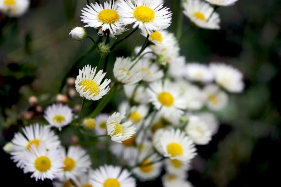ромашка символ семьи. ромашки в росе. контакты ромашка. контакты ромашка. белые ромашки картинки.