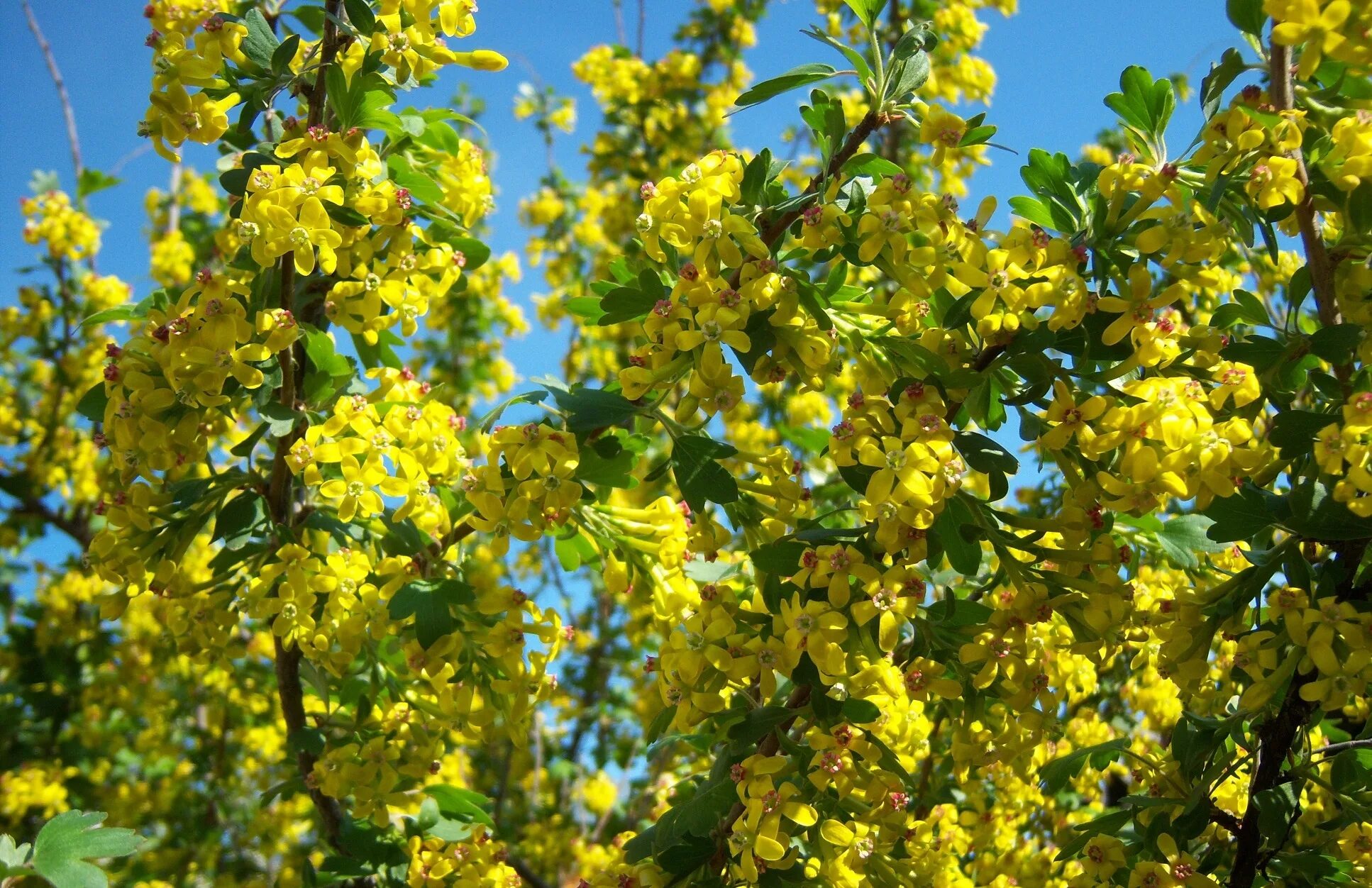 Цветущая йошта. Смородина золотистая (ribes Aureum). Смородина золотистая Алтаргана. Смородина кусты желтые цветение. Куст желтого цвета весной