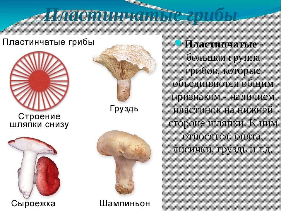 Пластинчатые грибы названия. Шляпочные пластинчатые грибы съедобные. Грибы пластинчатые и трубчатые биология 5 класс съедобные. Пластинчатые грибы шампиньоны.