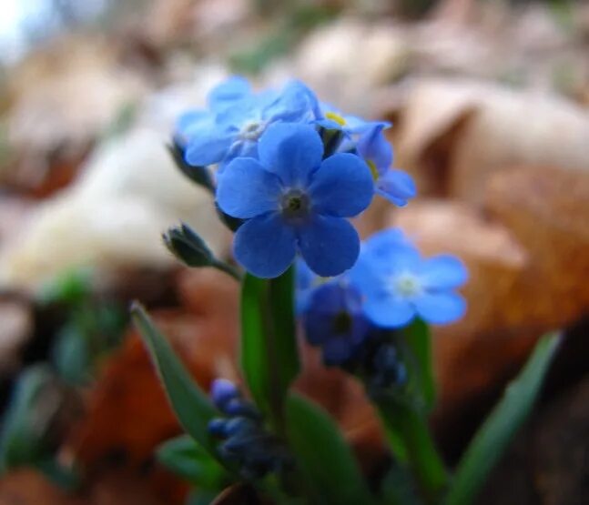 Незабудка Альпийская голубая. Незабудка Альпийская Victoria hellblau. Незабудка Альпийская недотрога. Первоцвет Незабудка Альпийская.