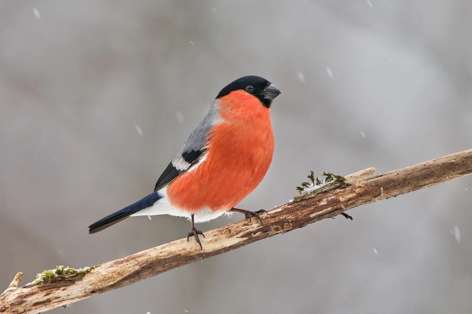 Снегирь координатная плоскость 5 -2. Свечка новогодняя стекло снегирь. Снегирь 5 2. Птицы златоуста. Желтоспинный снегирь.