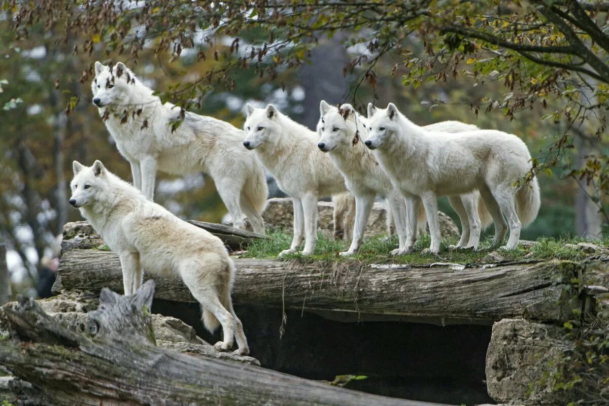Мелвильский островной волк. Полярный волк стая вожак. Мелвильский островной волк с волчатами. Волчата арктического волка.