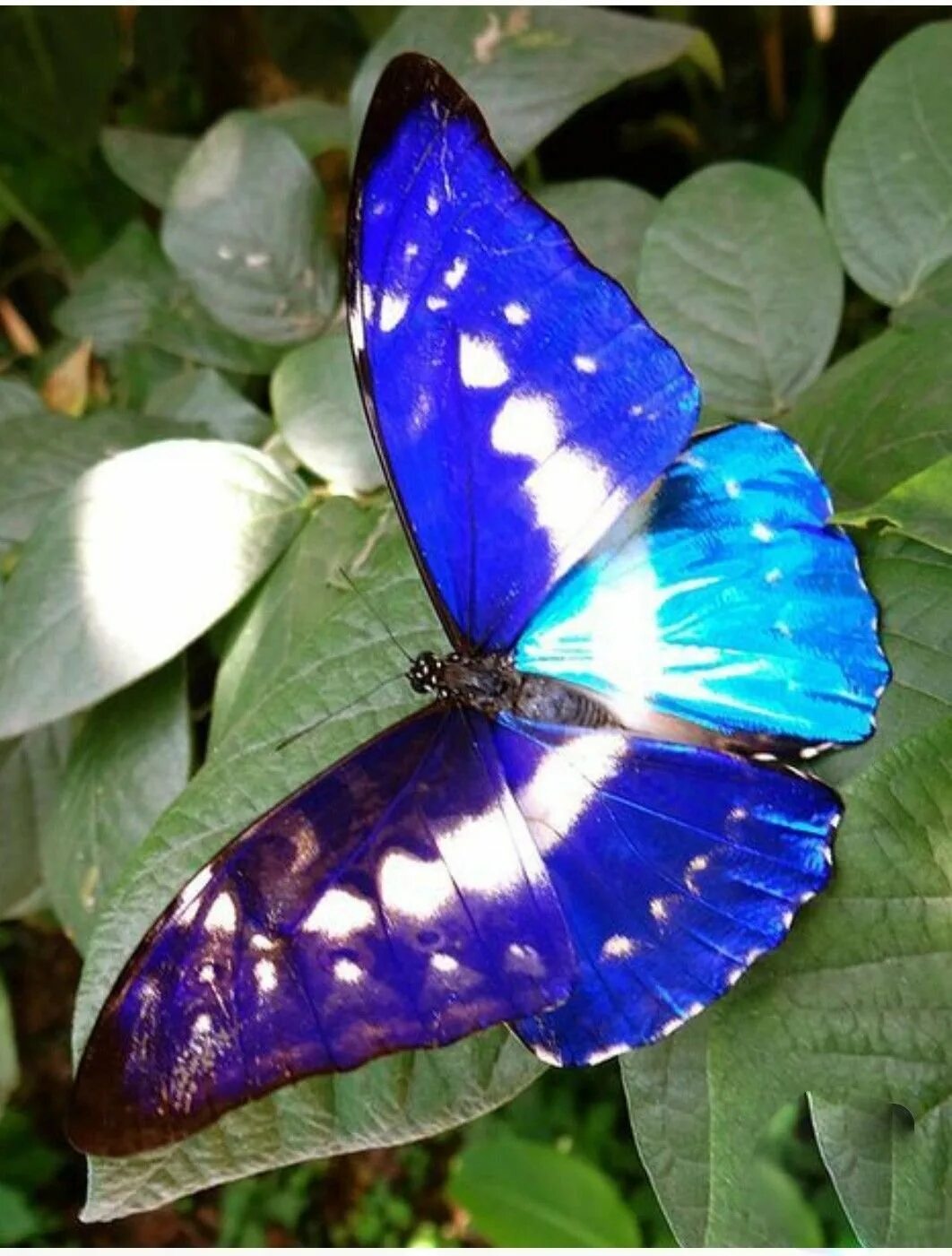 Название самых красивых бабочек. Бабочка Морфо Циприс. Морфо анаксибия. Блю Морфо бабочка Легенда. Бабочка Морфо Киприда.